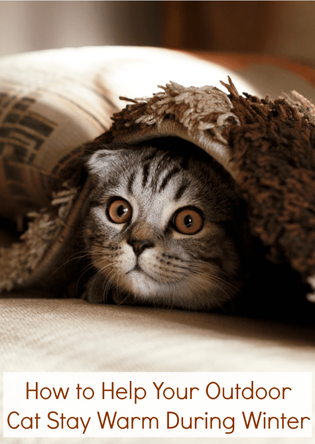 How to Help Your Outdoor Cat Stay Warm During Winter Miss Molly Says