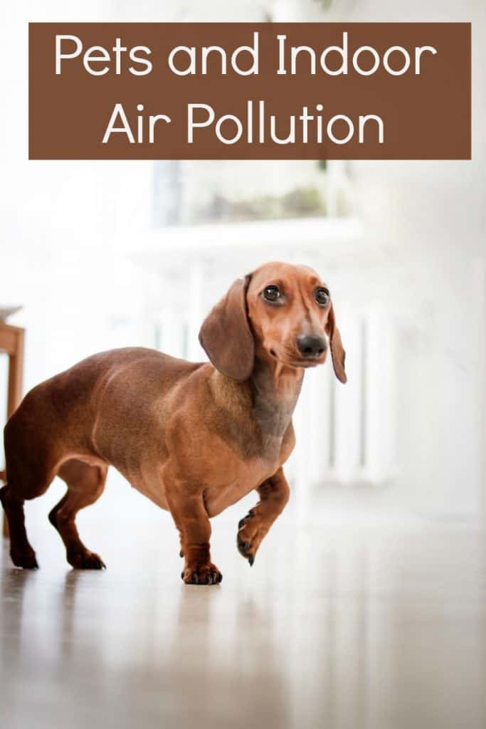 Pets and Indoor Air Pollution Miss Molly Says