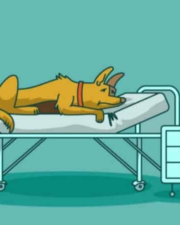 The Benefits of CBD in Dog Seizure