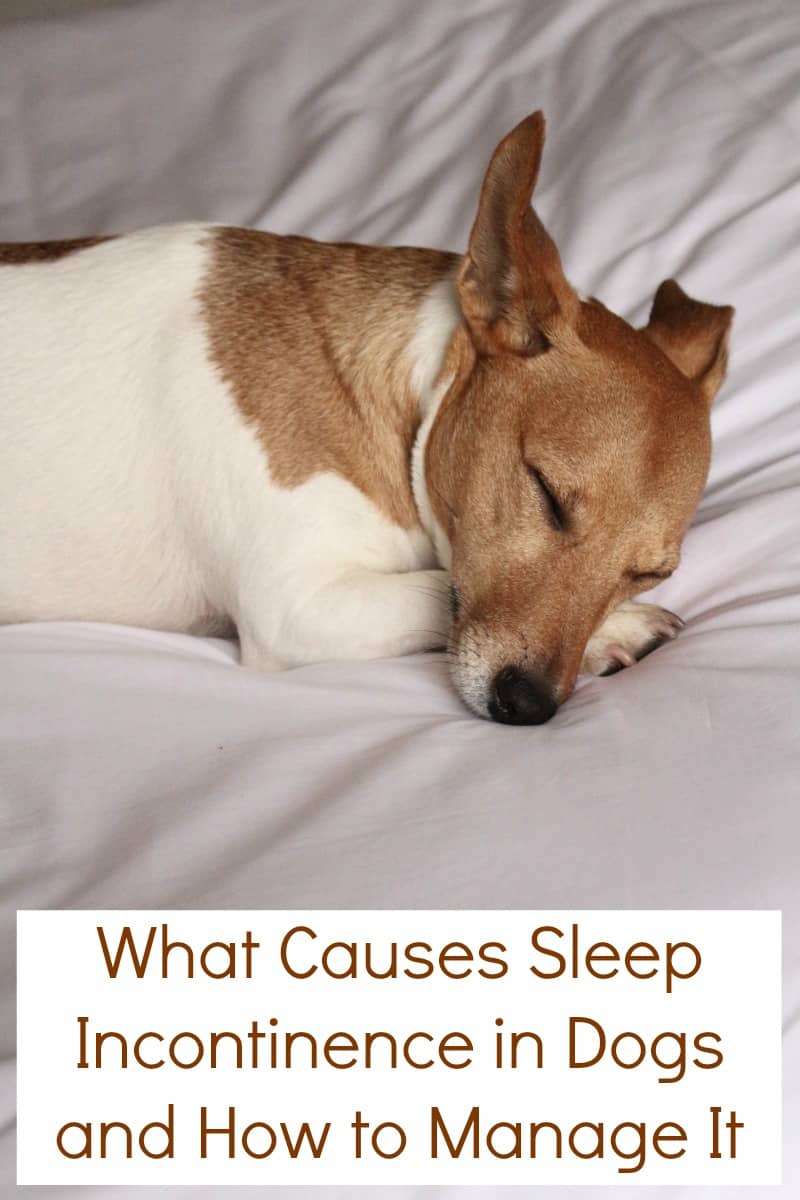 What Causes Sleep Incontinence in Dogs and How to Manage It Miss