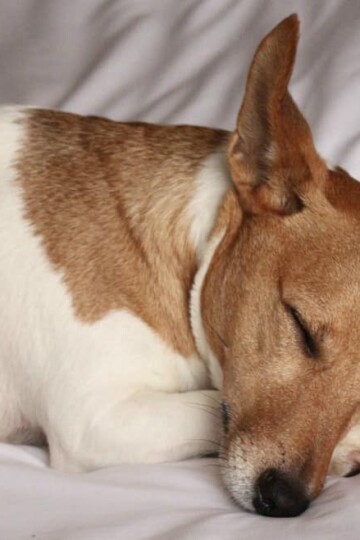 What Causes Sleep Incontinence in Dogs and How to Manage It
