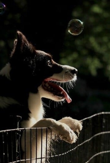 What Fencing Options Stand up Well to Determined Dogs