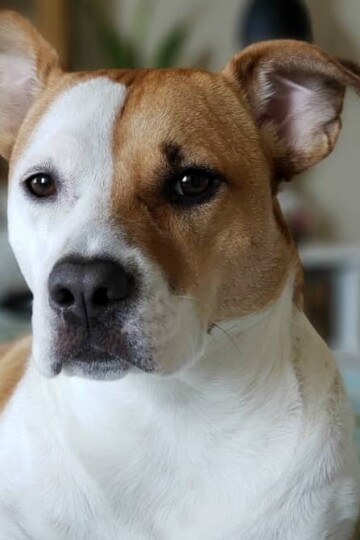 How these Common Dog Behaviors Relate to Pack Instinct