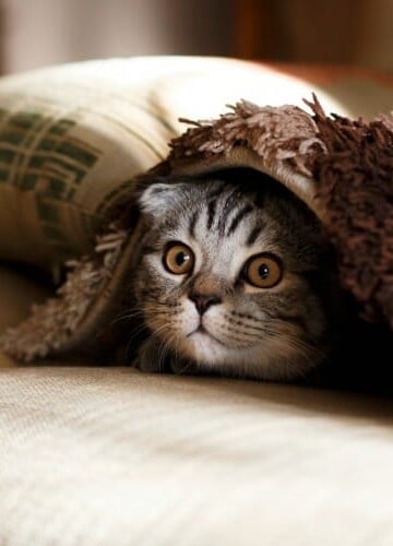 cat hiding under blanket