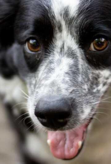What Happens if Spot Gets Sick?