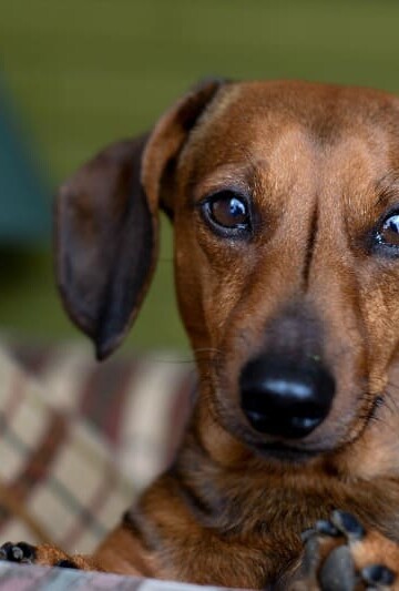 Pets and Indoor Air Pollution
