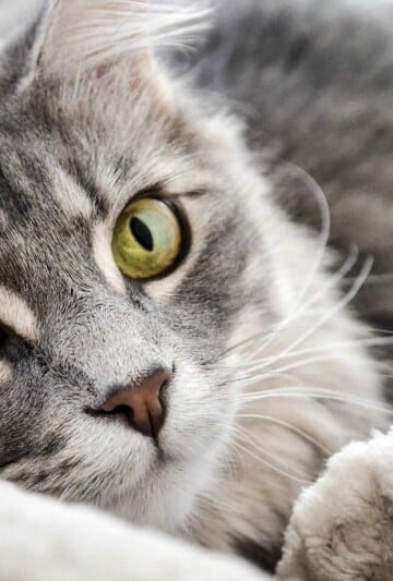 The Pros and Cons of Feeding Hairball Control Cat Food