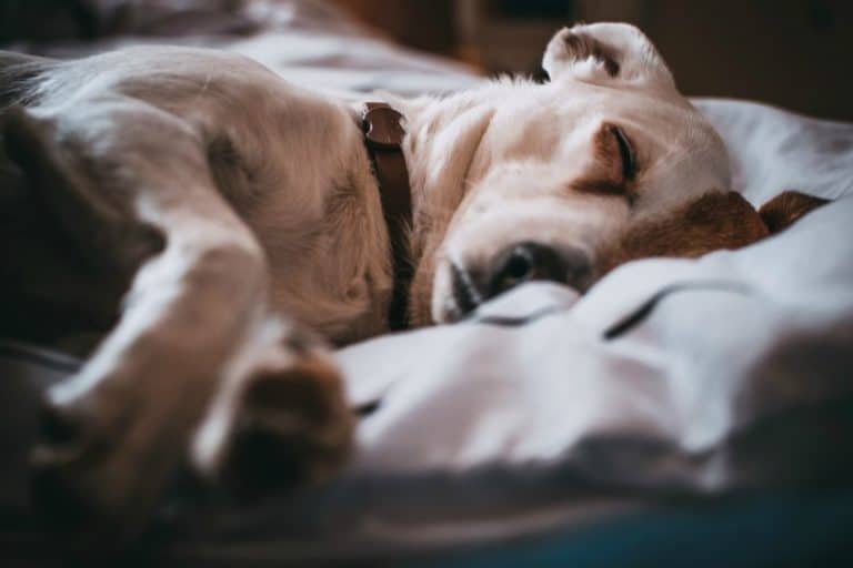 What Causes Sleep Incontinence in Dogs and How to Manage It Miss
