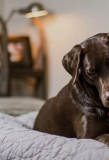 4 House Checks Every Pet Owner Should Perform Yearly