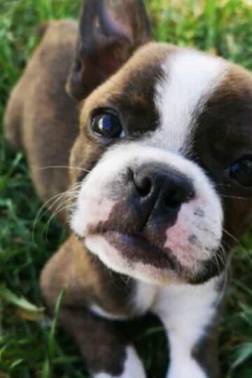 5 Doggy Benefits of an Enclosed Backyard Pet Run