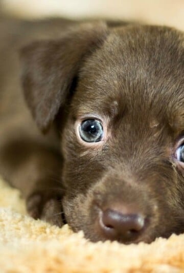 How To Welcome Your New Adopted Dog To The Family This Festive Season