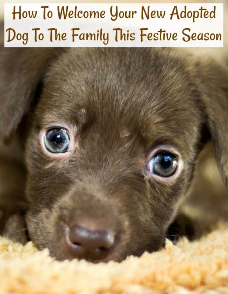 How To Your New Adopted Dog To The Family