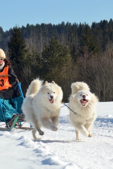 How Training Your Dog to Pull Sleds Makes Your Bond Stronger