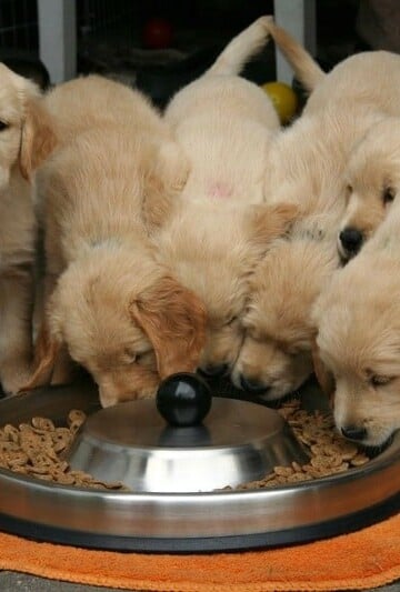 Kibble Training Your Puppy 4 Tricks to Help Your Dog Eat Right