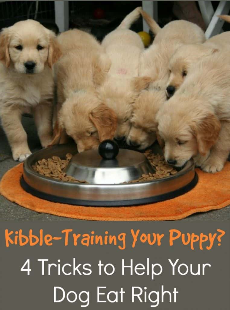 KibbleTraining Your Puppy? 4 Tricks to Help Your Dog Eat Right