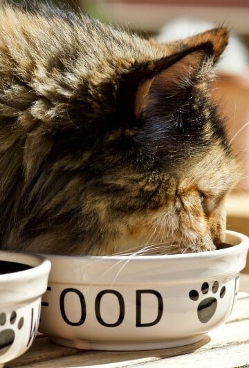 Top 10 Foods Not to Feed Your Feline