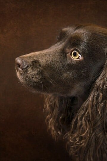 What To Expect When Adopting A Rescue Dog