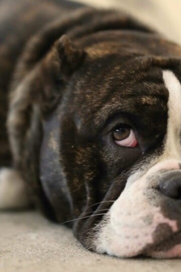 3 Reasons Why Your Dog’s Stomach Might Feel Bloated