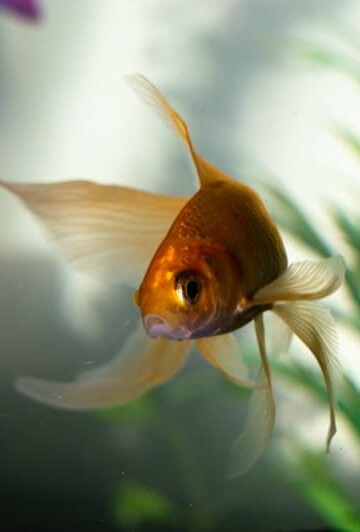 3 Reasons Your Goldfish Developed Ich Disease
