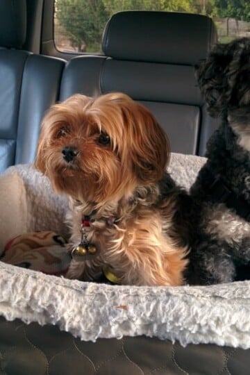 8 Car Safety Hints for Dogs