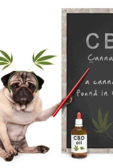 CBD and How It Can Help Your Pet Dog