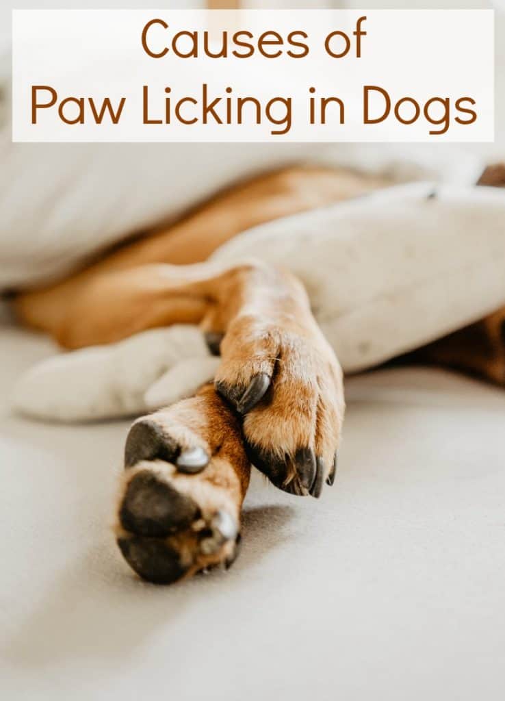 Causes of Paw Licking in Dogs Miss Molly Says