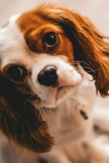 Cavalier King Charles Spaniel