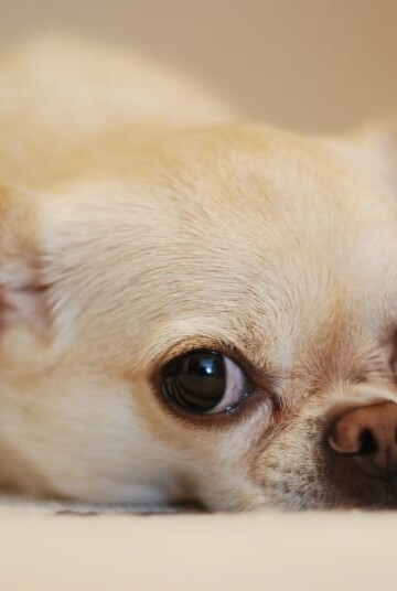 Causes of Fainting in Dogs