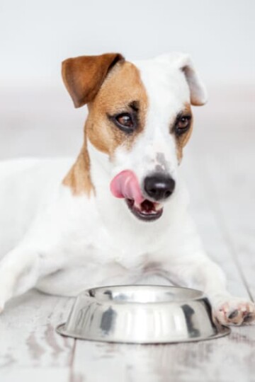 Cute dog licking his lips and eating from a metal pet bowl.