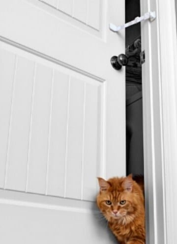 Pet Proofing the Kitty Litter with Door Buddy