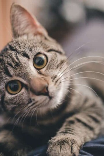 How To Avoid Stress When Traveling By Car With Your Cat