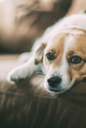 How to Know When Euthanizing a Pet is Best
