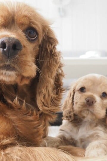 Facts and Traits of the American Cocker Spaniel Dog