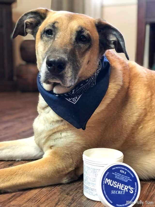 Musher's Secret is the Best Dog Paw Conditioner & Protectant