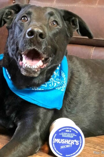 Musher's Secret is the Best Dog Paw Conditioner & Protectant