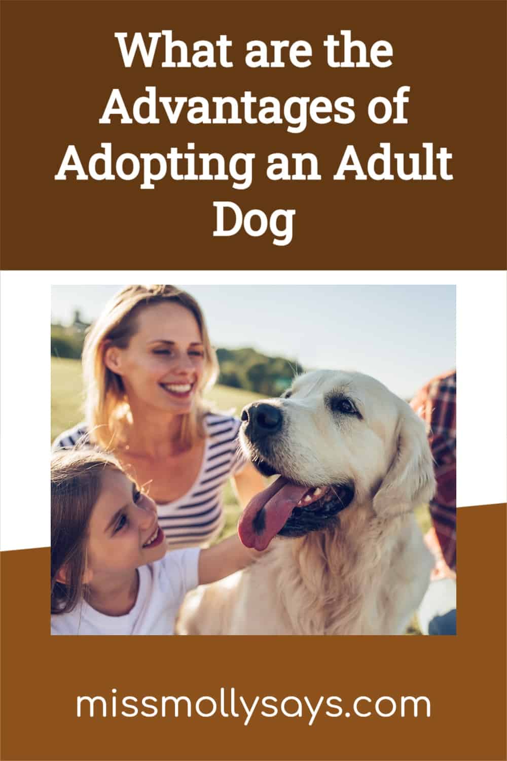 What are the Advantages of Adopting an Adult Dog Miss Molly Says