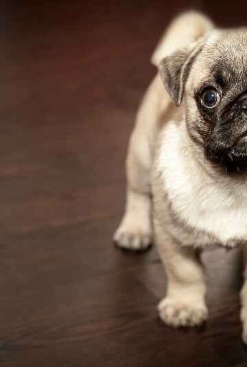 4 Pre-Adoption Considerations For Your Next Dog