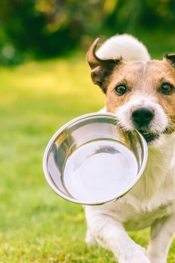 Pet Nutrition: Main Difference Between Dry And Wet Pet Food