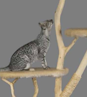 Why Do Big Cats Need Trees to Scratch