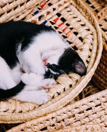 Why You Need CBD for Your Pet Cats
