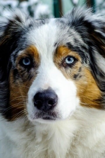 A beautiful Australian Shepherd with blue eyes