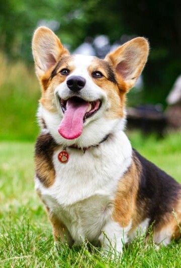 Home Remedy Treatments for Dog Dandruff