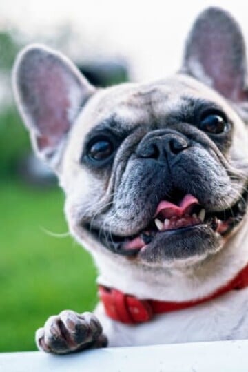 Essential Investments For Prospective Pet Parents