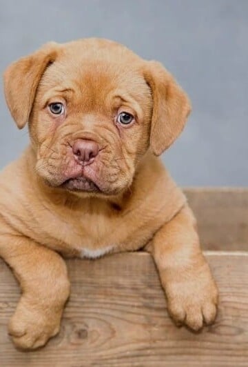 How Much Do You Know About Puppy CBD?