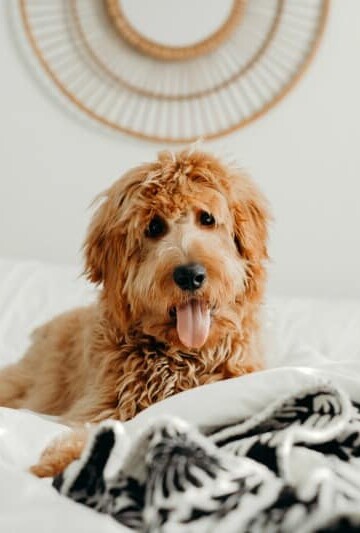 Pets and Disease: Can Pets Develop Human Diseases?