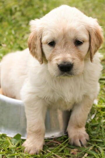 Prepping For A New Furry Friend: A Checklist For Owners