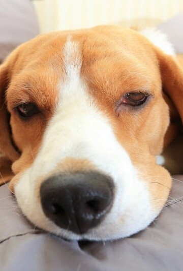 The Importance Of Pain Management For Your Pet