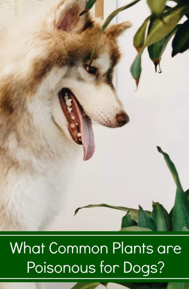 What Common Plants are Poisonous for Dogs? Miss Molly Says