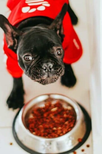 4 Ways to Give Your Pets a More Natural Diet
