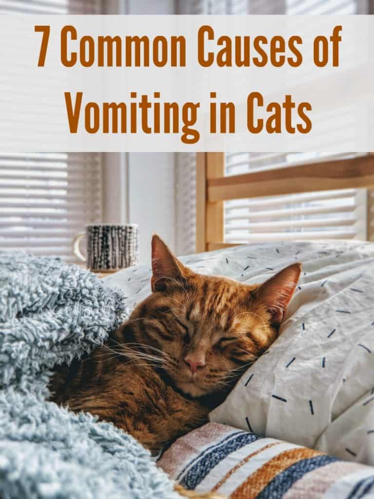 7 Common Causes of Vomiting in Cats Miss Molly Says